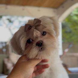 Iridescent Pear DISCOUNTED - Cream and white male Shih Tzu puppy in Cedar Hill, Texas from Puppy Paper House