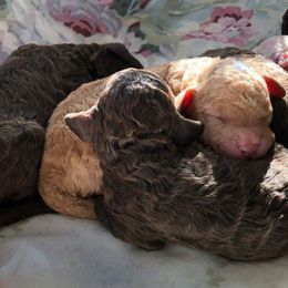 Lagotti Romagnoli from Bellavalle Kennels