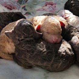 Lagotti Romagnoli from Bellavalle Kennels