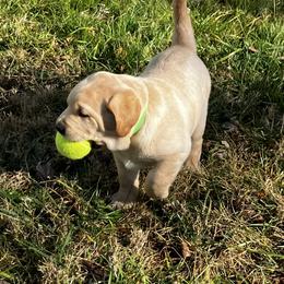 Razz - Yellow male Labrador Retriever puppy in Princess Anne, Maryland from Little Farm