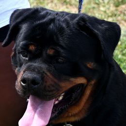 Bambi - Rottweiler