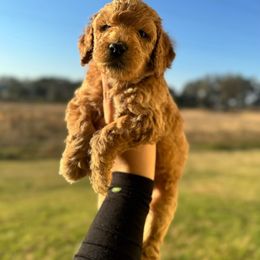 Aussiedoodle and Goldendoodle Puppies from J+Y World of Doodles