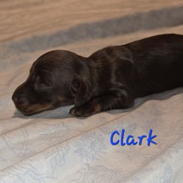 Clark - Chocolate and tan male Dachshund puppy in Mobile, Alabama from Mobile Mini Dachshunds