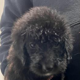 Blitzen - Black female Labradoodle puppy in Monticello, Georgia from Daylin’s Doodles & Labradors