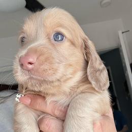 Zack Morris 4,000 - Cream male Dachshund puppy in Perris, California from The Dach House