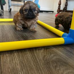 Biscuit - Gold male Shih Tzu puppy in Walkertown, North Carolina from Lil’ Bit’s Shih Tzu