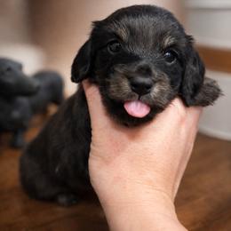 AKC Tulip - Black and cream female Dachshund puppy in White Cloud, Michigan from West Michigan Dachshund