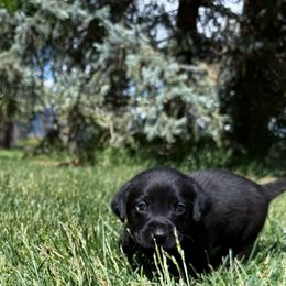 SkyWalker - Black male Labrador Retriever puppy in Mc Arthur, California from Hudson Silverado Bird Dogs