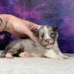 Blue girl - Blue merle white and tan female Shetland Sheepdog puppy in Elk, Washington from Asgard Shetland Sheepdogs