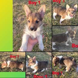 Brick - Red male Companion Cross puppy in Andersonville, Tennessee from Working W Kennels