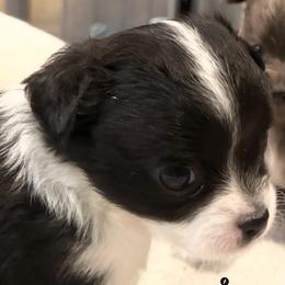 Billie Girl 1 - Black and white female Chihuahua puppy in Brooklyn, Connecticut from Ladybug Chihuahuas
