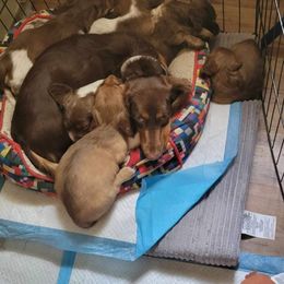Dachshund Puppies from Shaffers low riding weiners