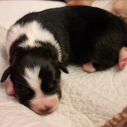 Faith - Black tri-color female Australian Shepherd puppy in Athens, Tennessee from Mimi's Aussie