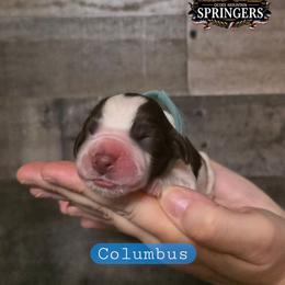 Columbus - Liver white and roan male English Springer Spaniel puppy in Ocoee, Tennessee from Ocoee Mountain Springers
