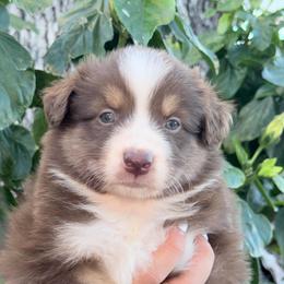 Nicole's RTF3 - Red tri female Miniature Australian Shepherd puppy in Goliad, Texas from Sassy Lil Aussies and Diamond W Poodles