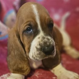 Girl 4 - Basset Hound puppy from Bad and Boujee Basset Hounds