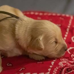 Mr. Black - Golden male Golden Retriever puppy in Brentwood, California from Golden M Family Farms
