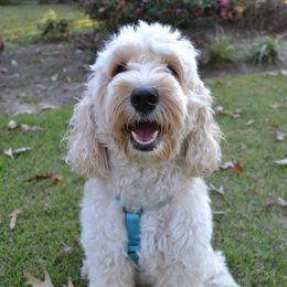 Jazzy - Australian Labradoodle