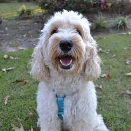 Jazzy - Australian Labradoodle