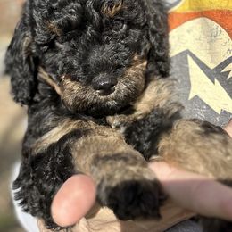 Mulan - Sable Bernedoodle puppy in Arab, Alabama from ConkleDoodlePoos