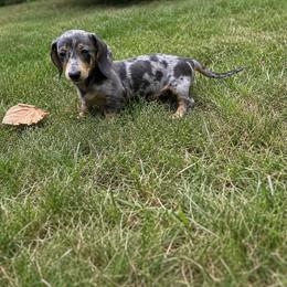 Pepper - Dapple female Dachshund puppy in Boston, Massachusetts from London’s puppies