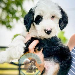 Cheddar - Tri-color male Bernedoodle puppy in Marion, Ohio from Doodles & Doxies