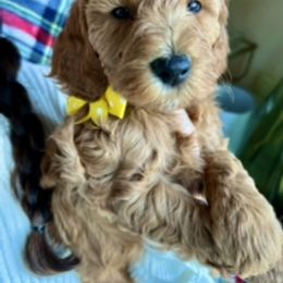 Goldendoodle Puppies from Loving Doodles