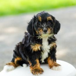 Canvas - Tri-color female Bernedoodle puppy in Dundee, Ohio from Down Home Doodle