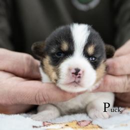 Puck - Black and tan male Pembroke Welsh Corgi puppy in Manchester, Kentucky from Riverside Corgis