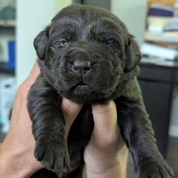 Orange collar - Chocolate male Labrador Retriever puppy in Lithonia, Georgia from Marmolejos Labs