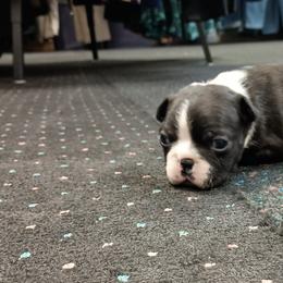 Boston Terrier and French Bulldog Puppies from Reds Studio