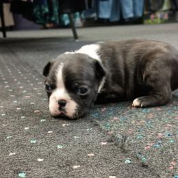 Boston Terrier and French Bulldog Puppies from Reds Studio