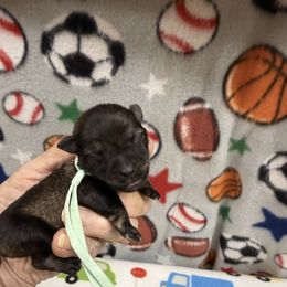 Ariel - Salt and pepper female Miniature Schnauzer puppy in Comanche, Texas from Circle R Sidney