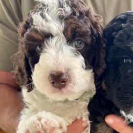 Fripp - Brown and white male Aussiedoodle puppy in Rock Hill, South Carolina from LolliPop Farms