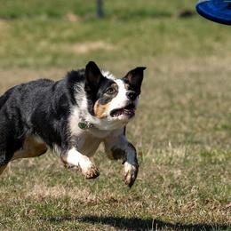 Border Collies from T/S Border Collies