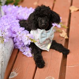 Cavapoo, Cockapoo, and Poodle Puppies from Heavenly Puppies to Love