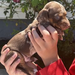 Puppy 7 - Chocolate and tan male Dachshund puppy in Riverside, California from Saddle Up Dachshunds