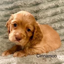 Cinnamon - Golden male Cocker Spaniel puppy in Sumter, South Carolina from Cocker Eclipse In Home Kennel
