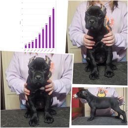 Mercy (black) - Black female Cane Corso puppy in Manitowoc, Wisconsin from Sinner & Saint Cane Corso