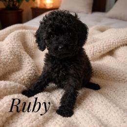 Ruby - Phantom female Goldendoodle puppy in Warrensburg, Missouri from Supreme Doodles