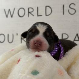 Australian Shepherd Puppies from Colorful Dreamers Australian Shepherds