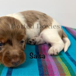 Salsa - Dapple male Dachshund puppy in Havana, Florida from Dotted Doxies