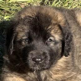 Leonbergers from Forgold Kennels