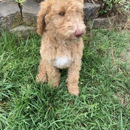 Poodle Puppies from Rocky Mountain Poodles