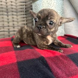 Brindle Boy - Brindle and white male French Bulldog puppy in Vineland, New Jersey from Corgis at the Jersey Shore/Frenchie Connection