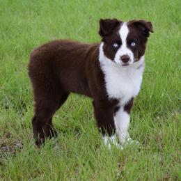 Bear - Red & white male Miniature Australian Shepherd puppy in Evant, Texas from Lazy VT Bar Ranch