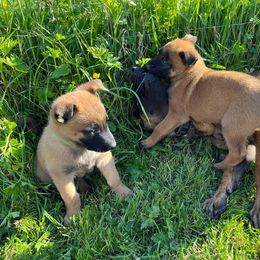 Belgian Malinois Puppies from Snohomish Malinois