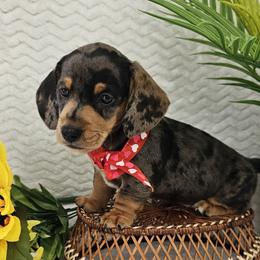 Rocket - Dapple male Dachshund puppy in Utica, Ohio from Poodle Me Crazy