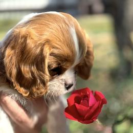 Cavalier King Charles Spaniel Puppies from Hill country cavaliers