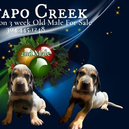 Boy 2 - Bluetick Coonhound puppy in Andalusia, Alabama from Wetapo Creek Kennel